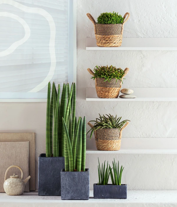 Bogenhanf - Sansevieria Cylindrica 'Straight' - Image 2