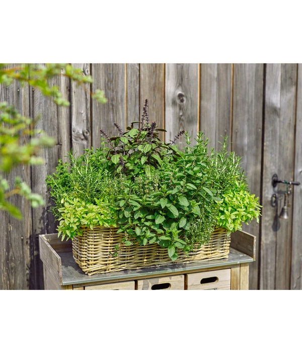 Van Der Leeden Rattan-Pflanzkasten, Graubraun - Image 3