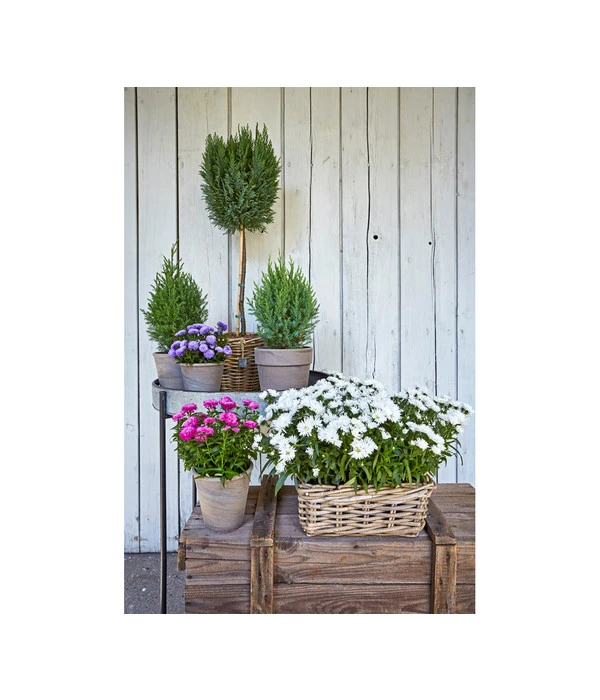 Van Der Leeden Rattan-Pflanzkasten, Graubraun - Image 4