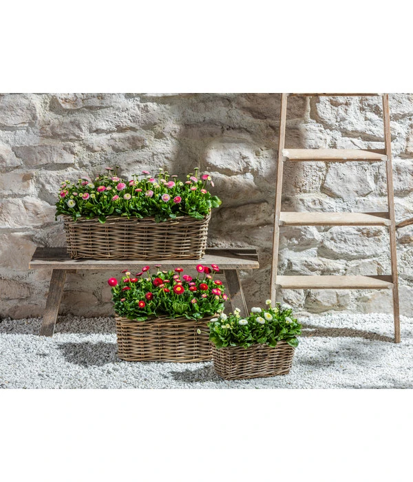 Van Der Leeden Rattan-Pflanzkasten, Graubraun - Image 10