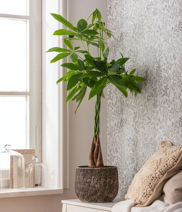 Glückskastanie - Pachira Aquatica, In Keramik - Image 2