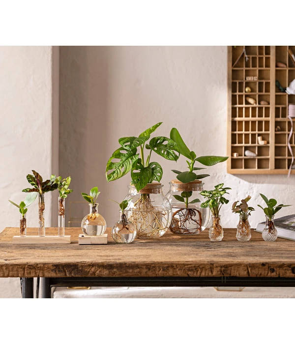 Waterplant Fensterblatt Im Kugelglas - Monstera Adansonii, Ca. 25 Cm – Bild 2