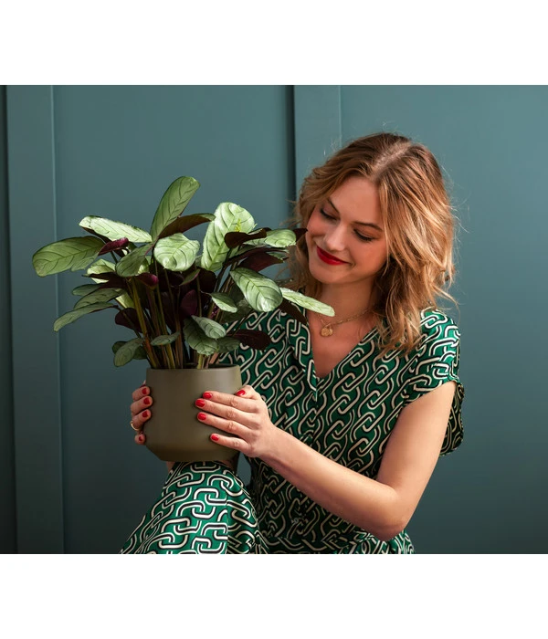 Korbmarante - Ctenanthe Burle-marxii - Image 2