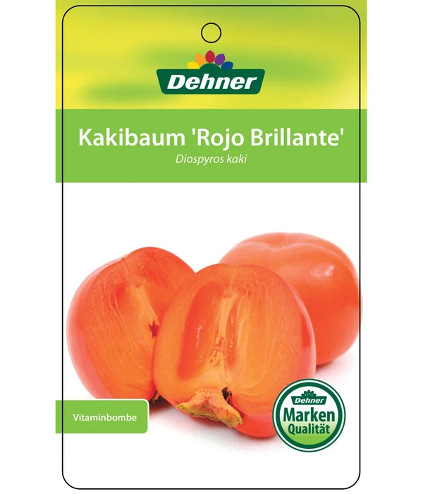 Dehner Kaki 'Rojo Brillante' - Kaki-Pflaume 'Rojo Brillante' - Image 6