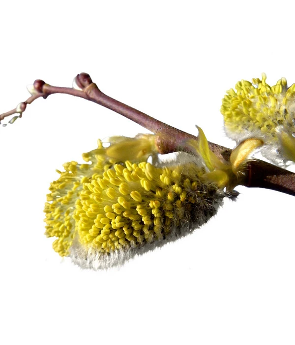 Kätzchen-Weide - Nordische Bäumchen-Weide - Image 3