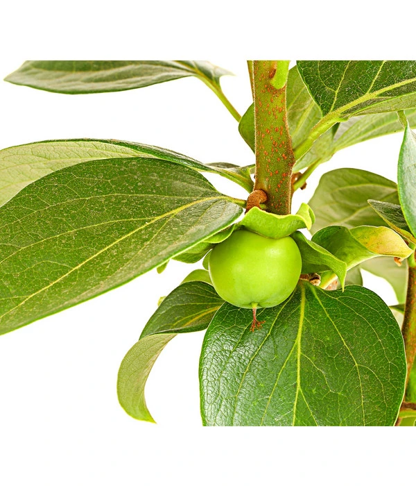 Dehner Kaki 'Rojo Brillante' - Kaki-Pflaume 'Rojo Brillante' - Image 4