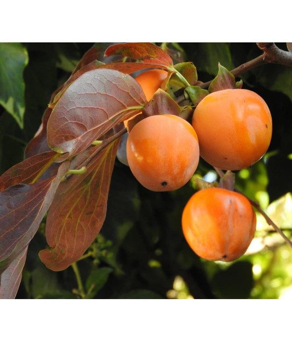 Dehner Kaki 'Rojo Brillante' - Kaki-Pflaume 'Rojo Brillante' - Image 2