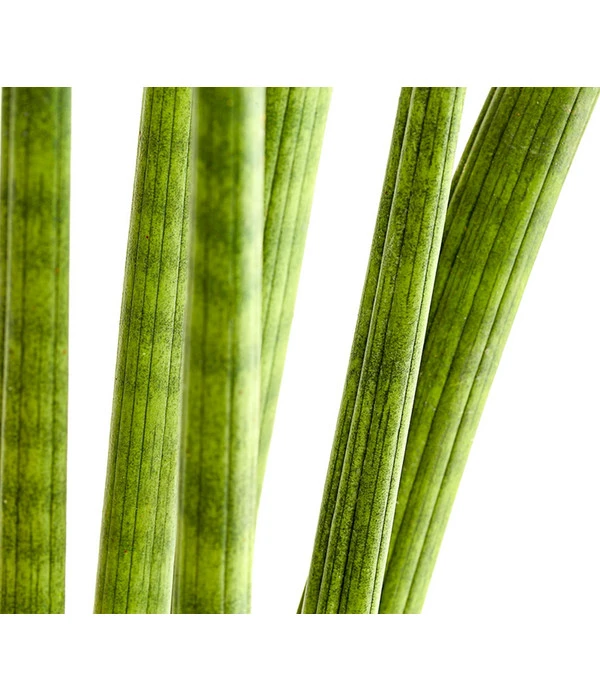 Bogenhanf - Sansevieria Cylindrica 'Straight' - Image 3