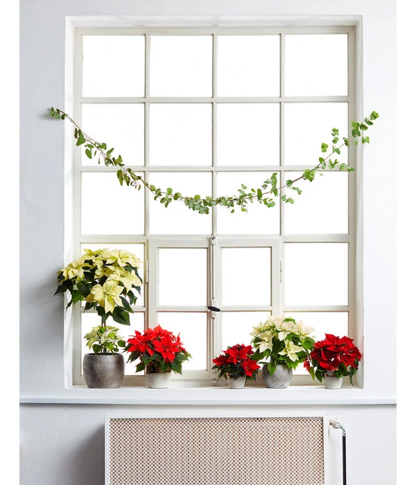 Weihnachtsstern - Euphorbia Pulcherrima, Stämmchen - Image 2