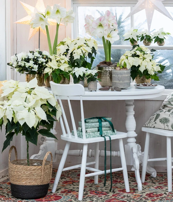 Weihnachtsstern - Euphorbia Pulcherrima, Stämmchen - Image 3