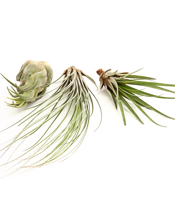 XXL Tillandsien-Set - Tillandsia Hybride, 3-teilig - Image 2