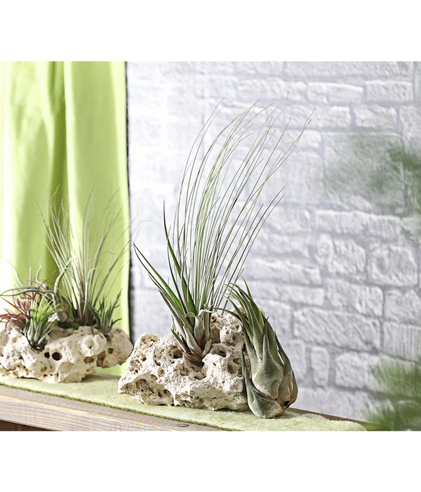 XXL Tillandsien-Set - Tillandsia Hybride, 3-teilig - Image 3