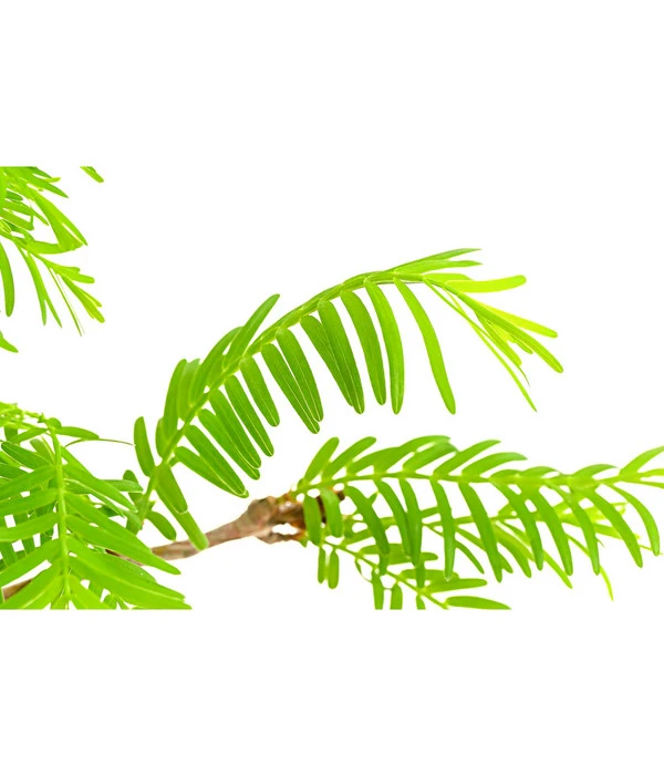 Outdoor-Bonsai Urweltmammutbaum - Metasequoia Glyptostroboides - Image 2