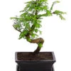 Outdoor-Bonsai Urweltmammutbaum - Metasequoia Glyptostroboides