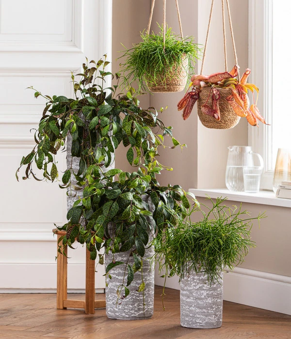 Kannenpflanze - Nepenthes 'Miranda' - Image 2