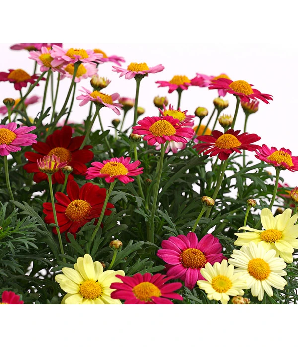 Margeriten-Trio – Bild 2