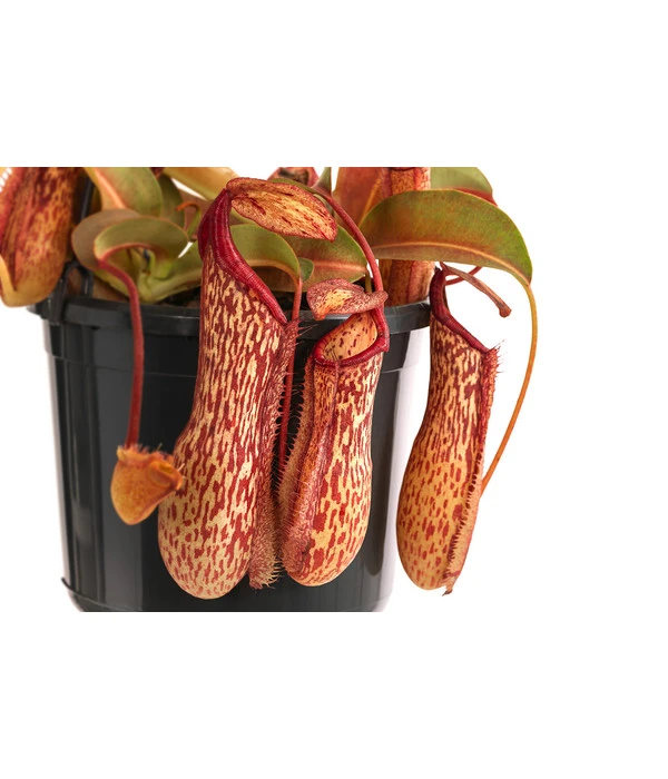 Kannenpflanze - Nepenthes 'Miranda' - Image 3