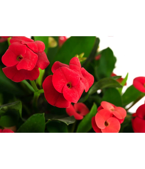 Christusdorn - Euphorbia Milii – Bild 2