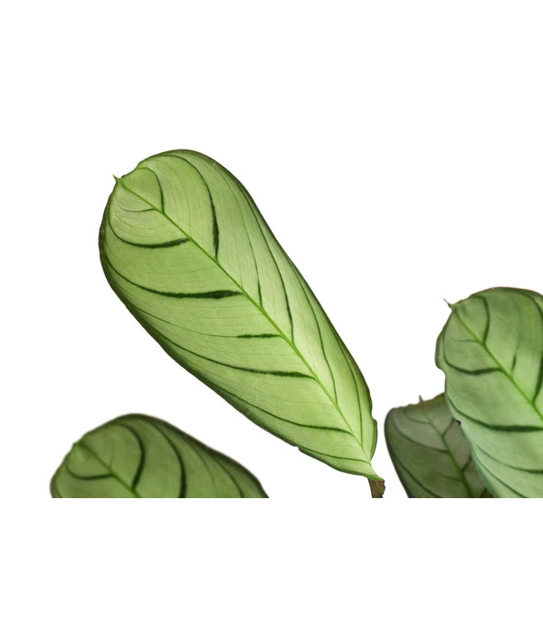 Korbmarante - Ctenanthe Burle-marxii - Image 4