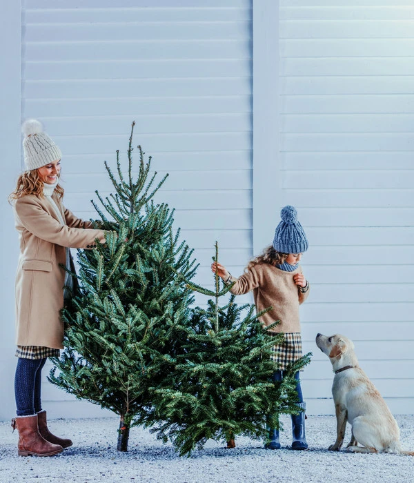 Bio Nordmann-Tanne, Ca. 150-200 Cm, Gesägt - Image 2