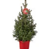 Weihnachtsbaum - Zwerg-Fichte 'Little Santa®'